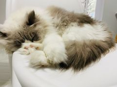 -喵的天空名猫咖啡馆·撸猫·猫舍·用品