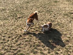 -趣玩宠物乐园寄养训犬训狗游泳池