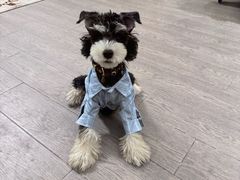 -翊宠yipet猫狗购宠庄园犬舍•猫舍