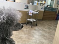 -美联众合动物医院·24h转诊中心