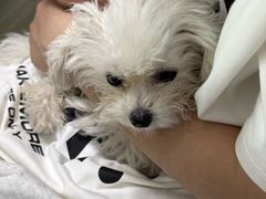 -嘉馨宠物医院·CT影像转诊·心脏科·犬猫全科诊疗中心(下沙大学城院区)