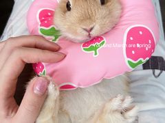 -酷以爬仙阁实体爬宠店·守宫·蜥蜴·专业繁育