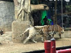 -清迈夜间动物园