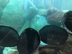 生炒黑金鲍鱼-渔洲情海鲜酒家