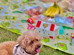 -前小桔亲子创意农场·草莓采摘·露营烧烤