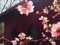 -桃花堤公园