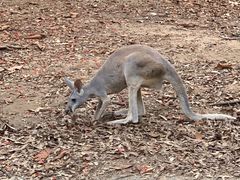 -清迈夜间动物园