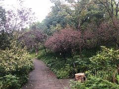 -重庆彩云湖湿地公园