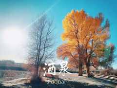 -金塔沙漠胡杨林景区