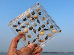-硇洲岛旅游区
