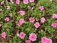 -田园东方蜜桃村的田野营地