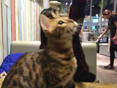 -小时光咖啡馆(开森度假森林店)