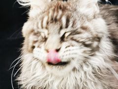 -十年猫舍·猫咪专门店(普陀店)