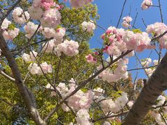 -高东镇樱花园
