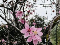 -聚龙山公园