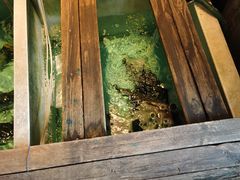 -焯明脆肉鲩世家(金沙洲店)