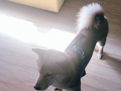 -猫尾侦探俱乐部·剧本杀·狼人杀