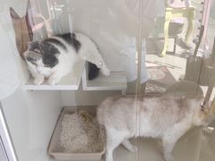 -70cat德文卷毛猫·缅因猫纯种猫舍