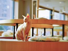 -CAT’S MEWSTAR CAFE·喵星球猫屋(晴湾咖啡店)