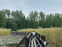 -溱湖国家湿地公园
