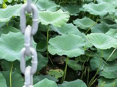 -天鹅湖体育公园