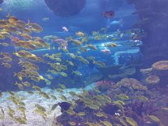 -上海海昌海洋公园