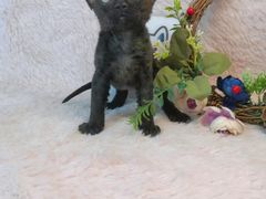 -十年猫舍·猫咪专门店(普陀店)