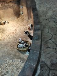 点击看大图 -宝燕乐园(闵行旗舰店)