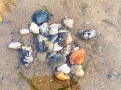 -金沙滩度假村