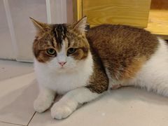 -平行世界·猫咖(首经贸店)