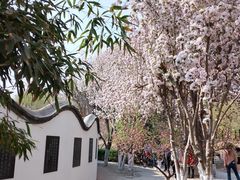-桃花堤公园