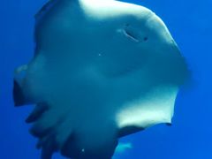-珠海长隆海洋王国