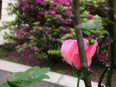 -四川大学(望江校区)