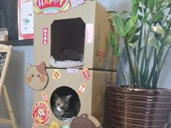 -御宝贝·A梦猫科宠物医院(国际猫友好医院)