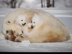 -罗红摄影艺术馆