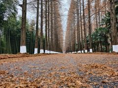 -黄海国家森林公园