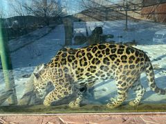 -新疆天山野生动物园