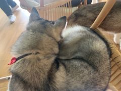 -Husky Go! 哈士奇体验馆·宠物咖啡厅狗咖