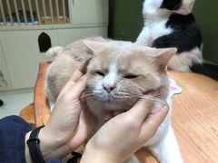 -猫亿天猫咖