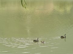 -后柳水乡