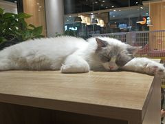 -藏猫猫咖啡主题馆(中央大道店)
