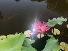 -陈家山荷花公园