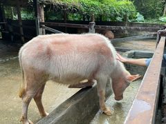 -海南热带野生动植物园