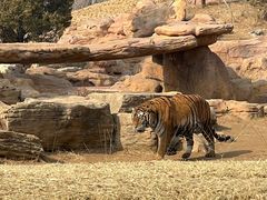 -北京野生动物园