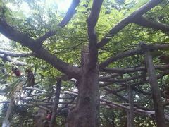 android_upload_pic-广西壮族自治区药用植物园
