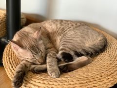 -Cappucimeow猫咪咖啡馆(韦伯时代店)