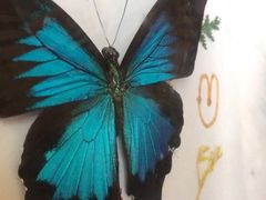 -上海大自然野生昆虫馆(东方明珠·爬宠昆虫探索中心)