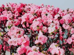 -石家庄市植物园