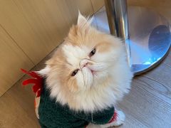 -MOCHA明星猫咖(田子坊店)