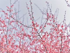 -洋湖国家湿地公园